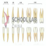 Human Teeth: Display Model - 16 Teeth